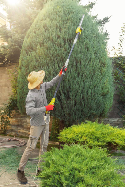 Professional  Tree Services in Basking Ridge, NJ