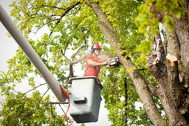 How Our Tree Care Process Works  in  Basking Ridge, NJ